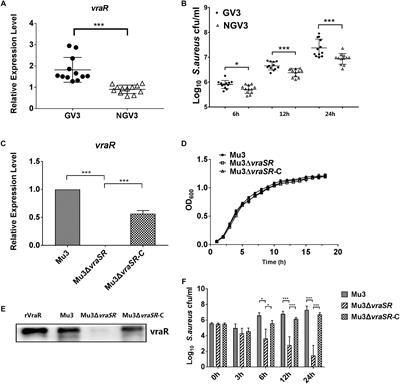 Heterogeneous Vancomycin-Intermediate Staphylococcus aureus Uses the VraSR Regulatory System to Modulate Autophagy for Increased Intracellular Survival in Macrophage-Like Cell Line RAW264.7